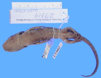 Media type: image; Herpetology A-29613